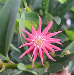 Illicium x 'Woodland Ruby'