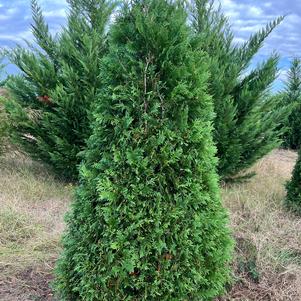 Thuja occidentalis 'Nigra'