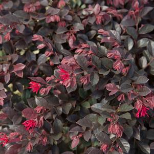 Loropetalum chinense 'Purple Daydream®'