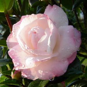 Camellia sasanqua October Magic® 'Dawn™'