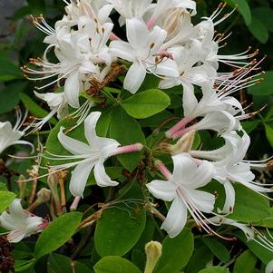 Rhododendron atlanticum 