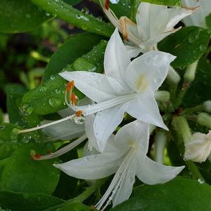 Rhododendron viscosum 