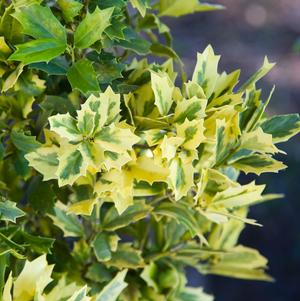 Ilex x 'Golden Oakland®'