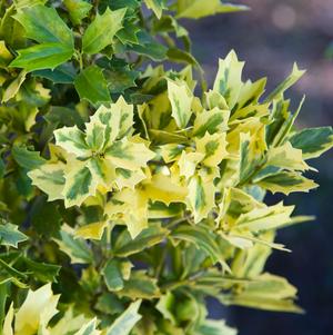 Ilex hybrid Golden Oakland®