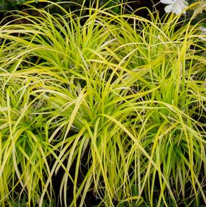 Carex oshimensis Everillo