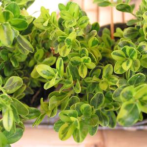 Buxus microphylla Golden Dream