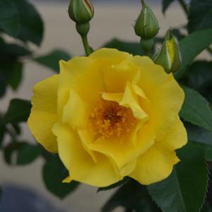Rosa Lemon Fizz