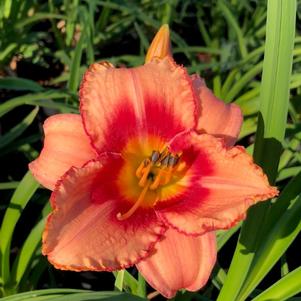 Hemerocallis Strawberry Candy