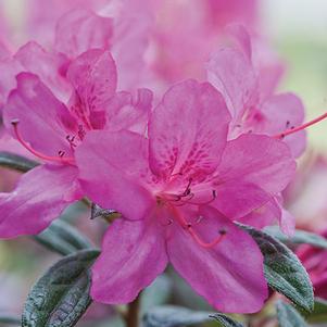 Azalea Encore® Autumn Amethyst®