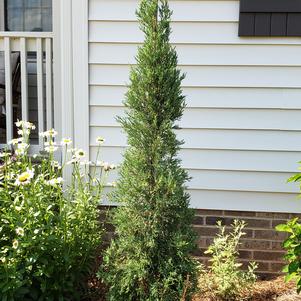 Juniperus virginiana 'Taylor Juniper'