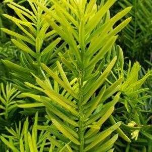 Cephalotaxus harringtonia Golden Dragon