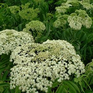 Sambucus canadensis 