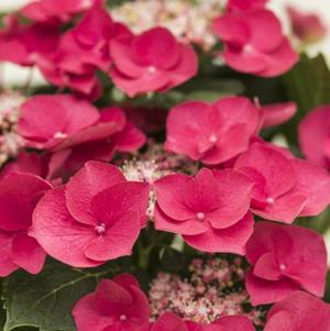 Hydrangea macrophylla 'Cherry Explosion™'