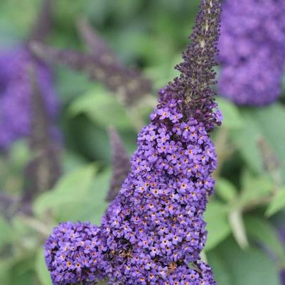 Buddleia 'Pugster Blue®'