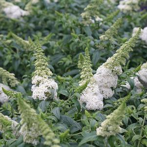 Buddleia Pugster White®