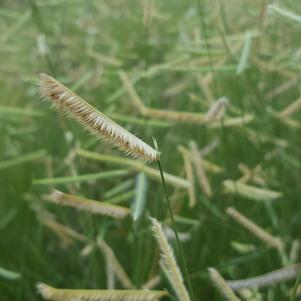 Bouteloua gracilis 'Blonde Ambition'