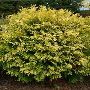 Chamaecyparis obtusa 'Night Light™'