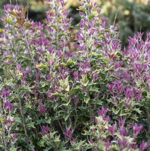 Osmanthus heterophyllus 'Party Lights™'