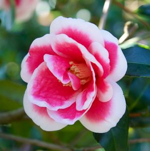 Camellia sasanqua 'Christmas Carol™'