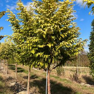 Metasequoia glyptostroboides 'Amber Glow™'