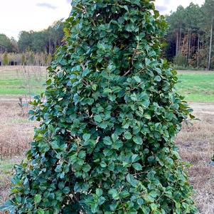 Ilex opaca 'Satyr Hill'
