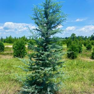 Cedrus deodara 'Patti Faye'