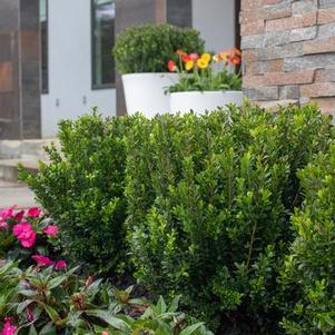 Buxus microphylla 'Baby Jade™'