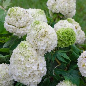 Hydrangea quercifolia Tara