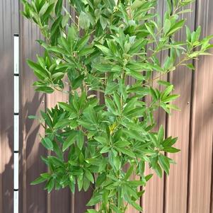 Magnolia virginiana 