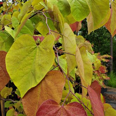 Cercis canadensis 'Flame Thrower®'