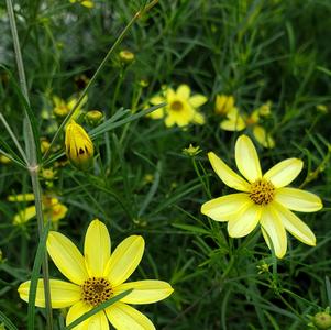 Coreopsis verticillata 'Moonbeam'