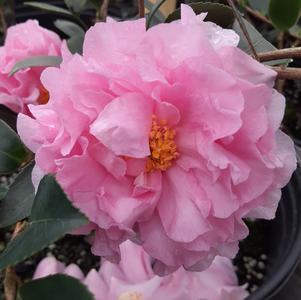 Camellia sasanqua October Magic® Carpet™