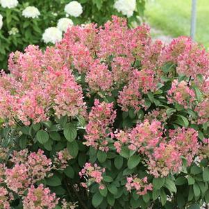 Hydrangea paniculata 'Little Quick Fire®'