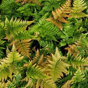 Dryopteris erythrosora Brilliance