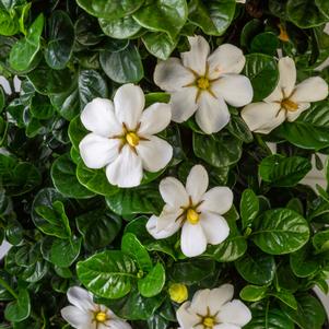 Gardenia jasminoides 'Diamond Spire®'