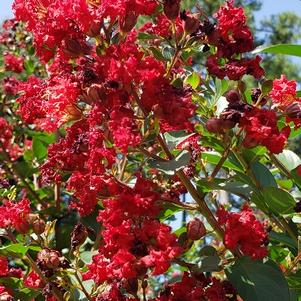 Lagerstroemia 'Colorama™ Scarlet'