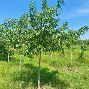 Diospyros virginiana 