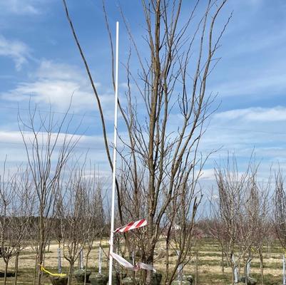 Zelkova serrata Musashino