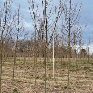 Acer buergerianum 'Valynor®'