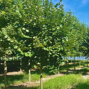 Tilia tomentosa Sterling Silver