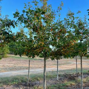 Quercus nuttalli 'Tytlest™'