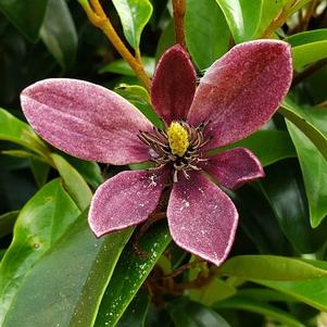 Magnolia x 'Stellar Ruby'