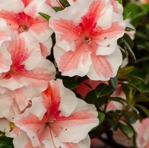 Azalea Encore® Autumn Starburst®