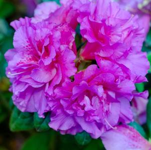 Azalea Encore® 'Autumn Majesty®'