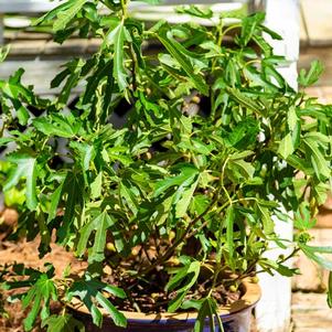 Ficus carica 'Little Miss Figgy'