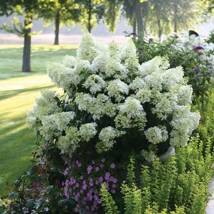 Hydrangea paniculata Bobo®