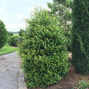 Prunus caroliniana 'Centre Court'