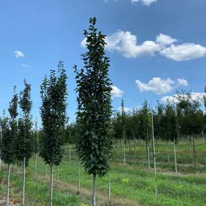 Carpinus betulus Lucas