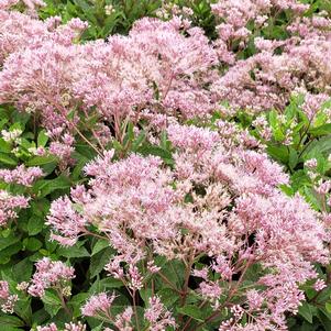 Eupatorium purpureum 'Baby Joe'