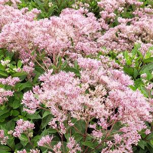 Eupatorium Baby Joe